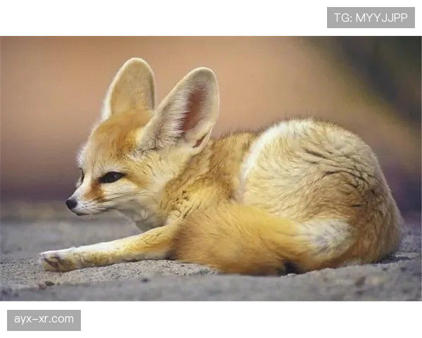 阿尔及利亚“沙漠之狐”表现稳健，续写国际赛场传奇